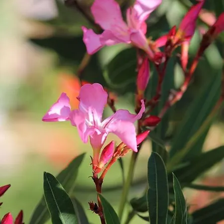 Apartment Max With Parking